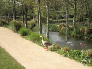 Coex le parc, les canards